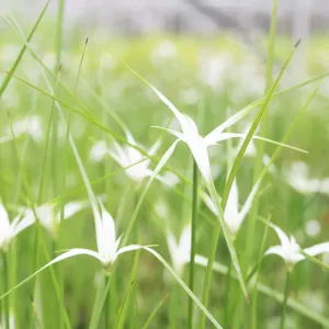 Dichromena Colorata Aquatic Pond Plant - Star Grass