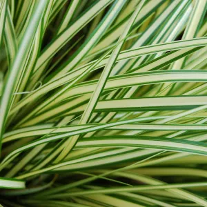 Evergold Striped Weeping Sedge
