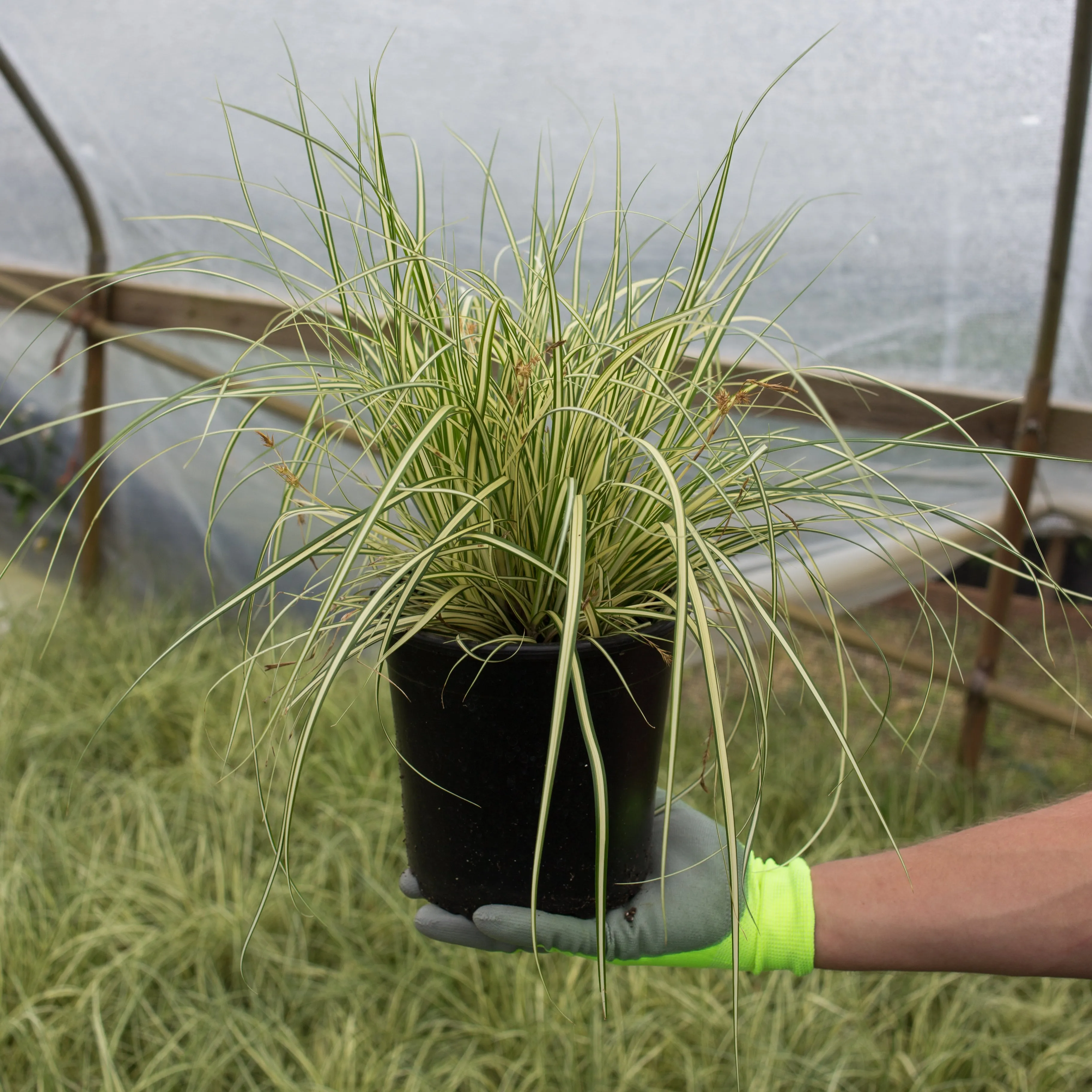 Evergold Striped Weeping Sedge