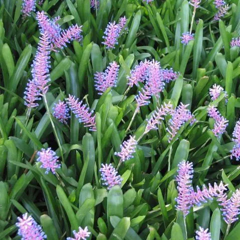 Grow Your Home with the Graceful Beauty of Aechmea Gracilis Hair Brush Bromeliad