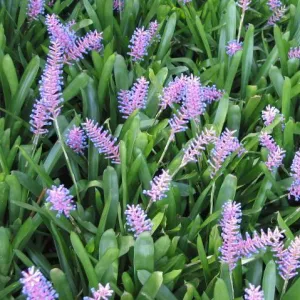 Grow Your Home with the Graceful Beauty of Aechmea Gracilis Hair Brush Bromeliad