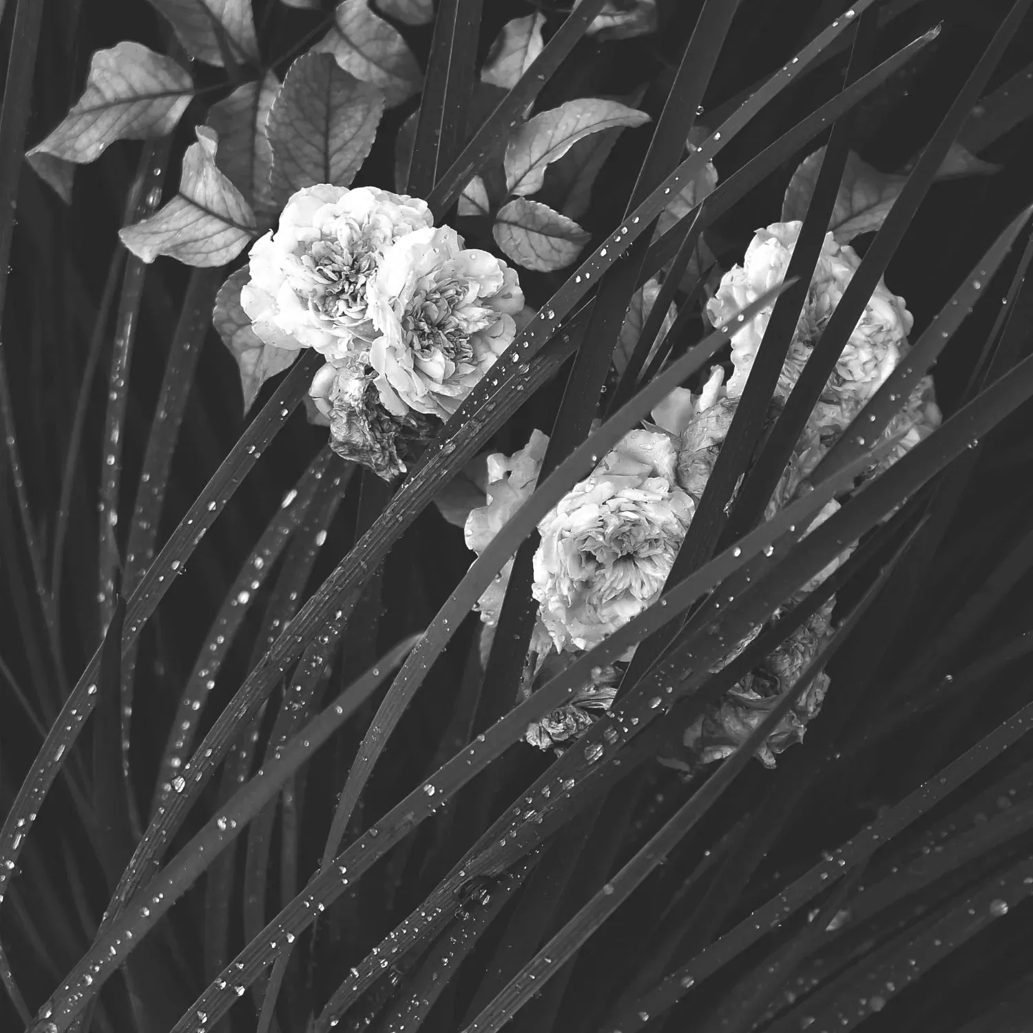 One Seed 'Rain' Eau de Parfum Rollerball
