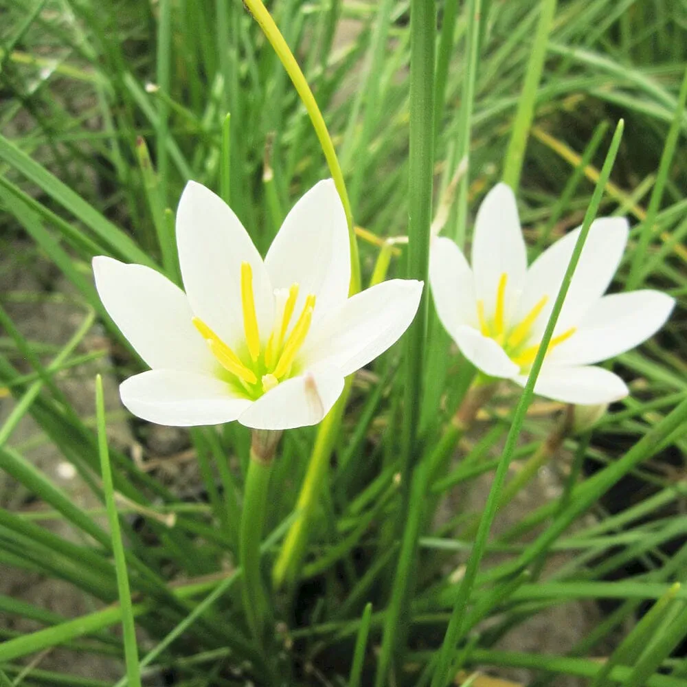 Zephyranthes Candida Aquatic Pond Plant - White Rain Lily