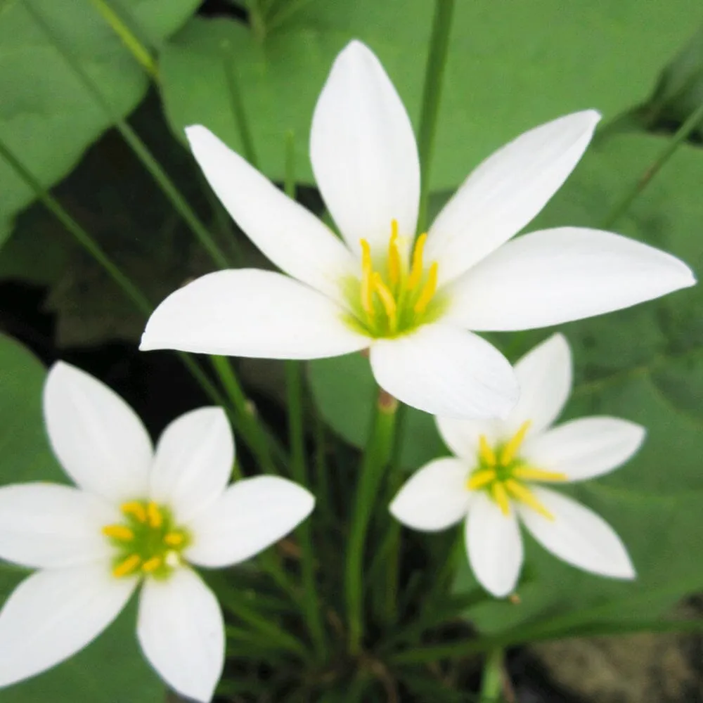 Zephyranthes Candida Aquatic Pond Plant - White Rain Lily